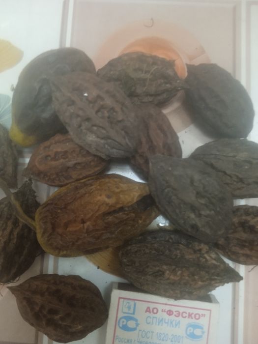 Орех Манжурский ( Дальневосточный)