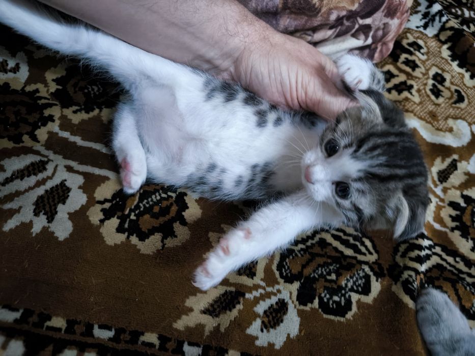 Котята вислоухие  Скоттиш-фолд (вислоухие) и скоттиш-страйт (прямоухие