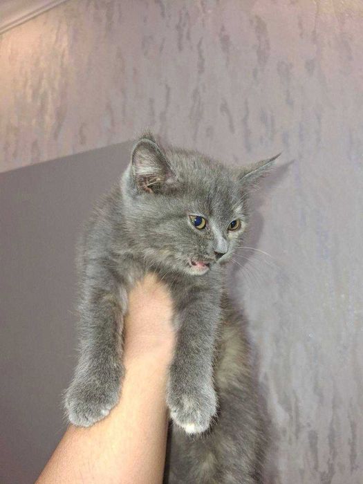 Скотиш страйт 2 ойлик киз бола соглом