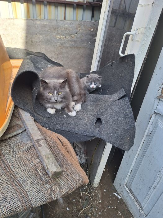 Продам Котят хороших