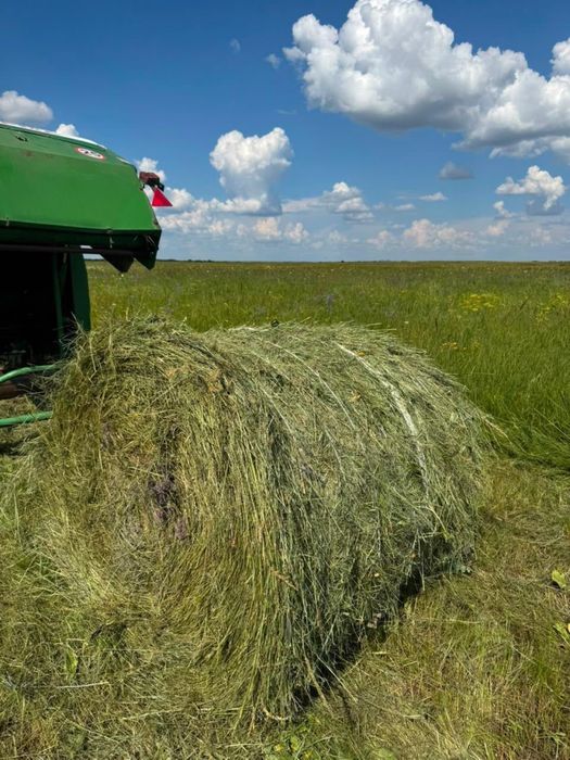 Свежее сено в рулонах 2026