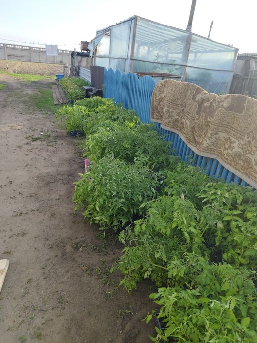 Продам помидоры 50тг