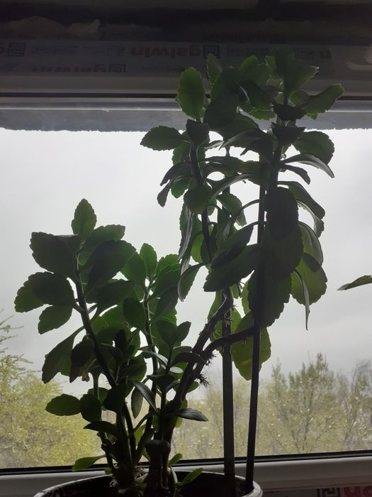 Комнатные цветы продам