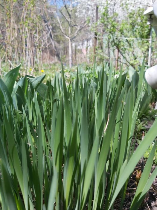 Саженцы ирис болотный