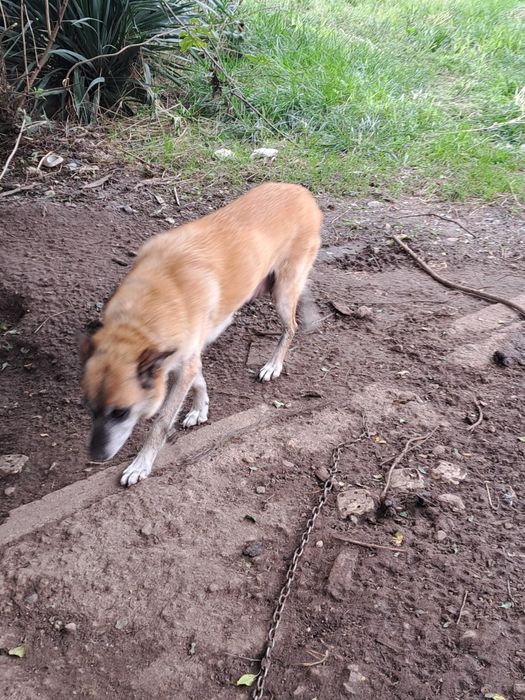 Малки кученца !!! Майка Белгийска овчарка !!! Баща Лабрадор !!!