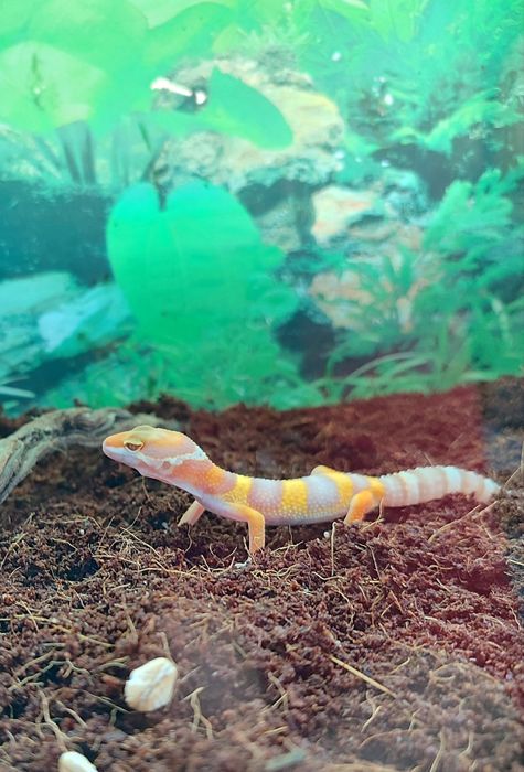 Эублефар. Малыш. Продается.