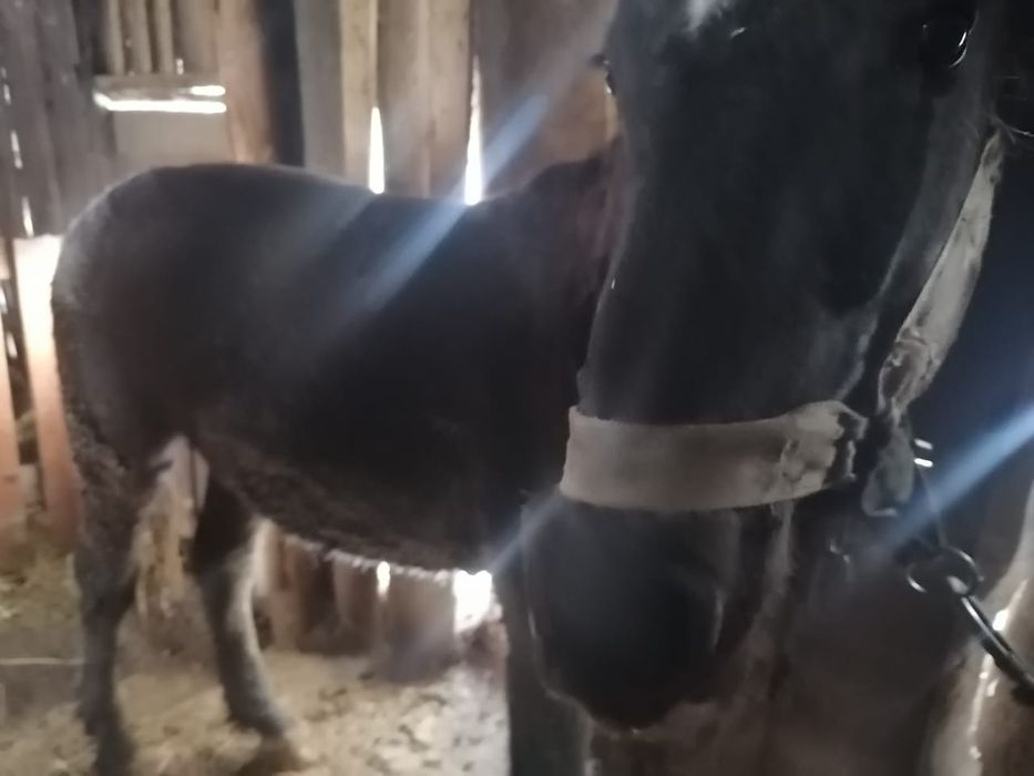 Продам соғым-мясо, жеребчик 1.7