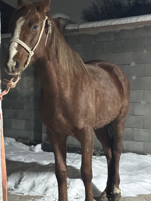 Донен айгыр жеребец лошадь