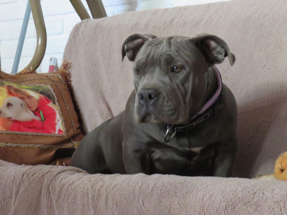 Щенки американский булли