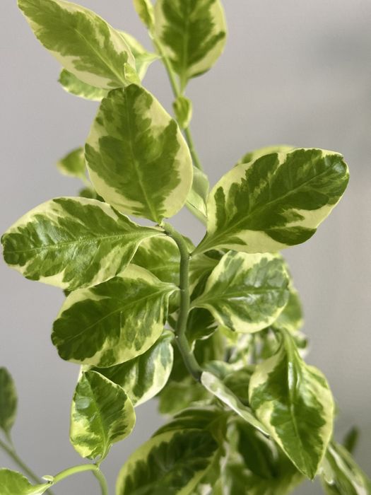 Продам большие комнатные цветы