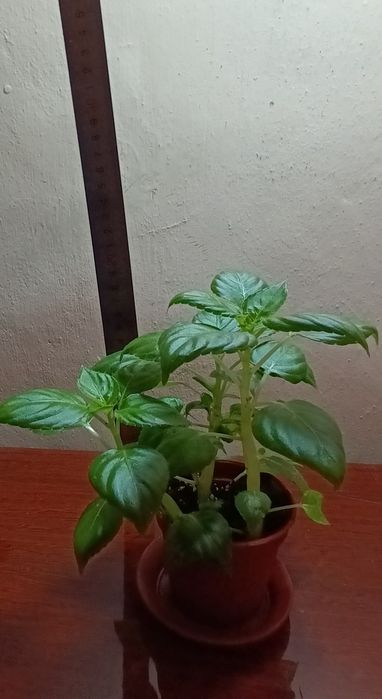 Комнатное растение Ванька мокрый