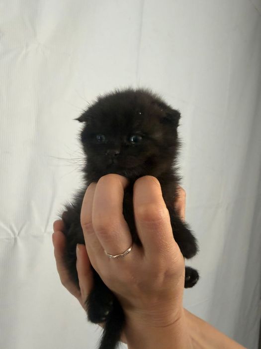 Продам шотландского котенка