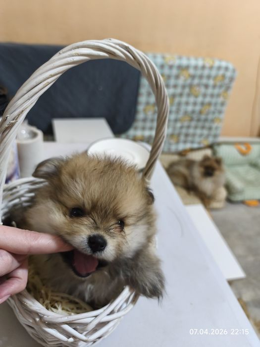 Продам щенков шпица