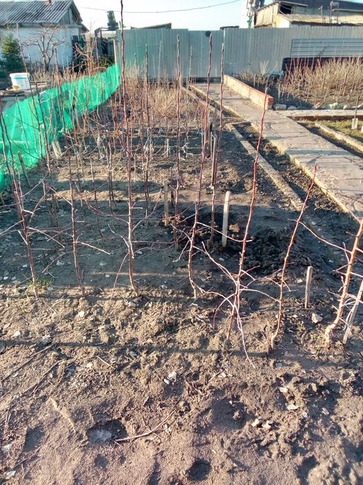 Саженцы лесодекоротивные