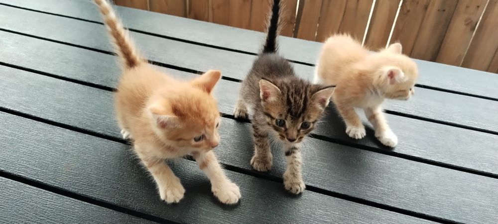Отдам котят в хорошие руки