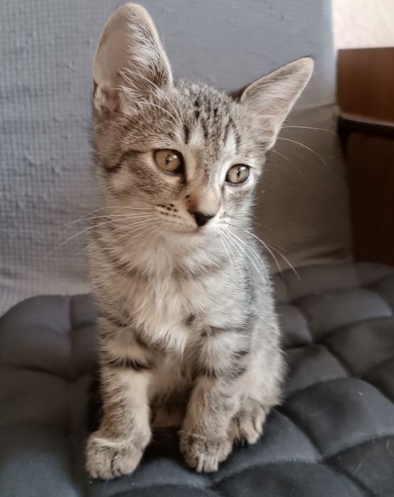 Котенок бесплатно