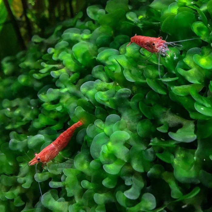 Мох ламариопсис не прихотливый для аквариума прирастает к корягам