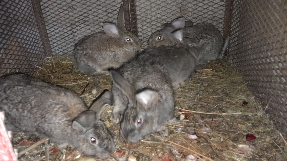 Продам кроликов 9 штук