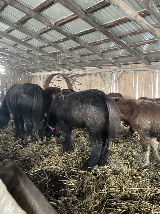 Vand manzi si manze din cai  grei