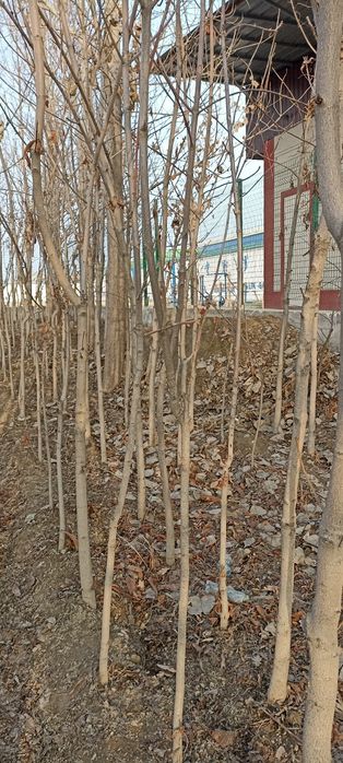 Каштаны есть от 2м до 5м количестве