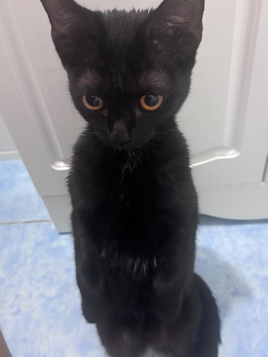 котенок (девочка)