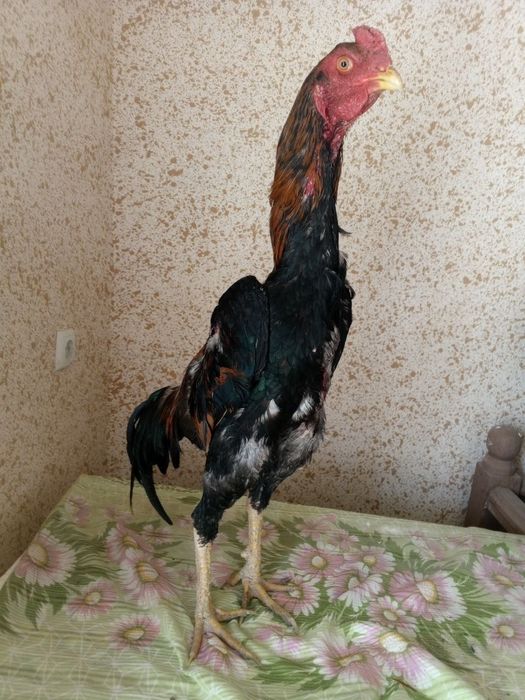 Xuroz sotiladi zoti toza