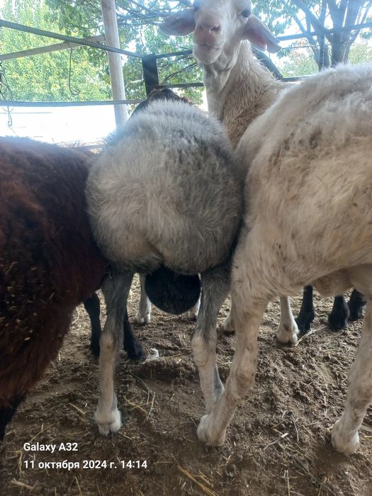 Курбандыка кой бар