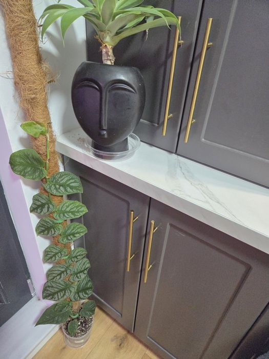 Monstera Dubia, siltepecana Alocasia