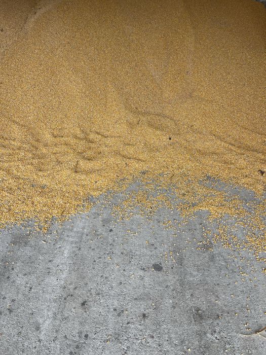 Porumb boabe , recolta 2025