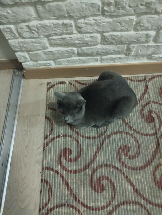 Пропал кот Майну!