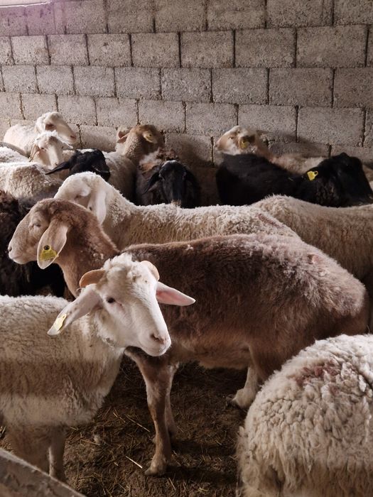 Семіз қойлар сатылады