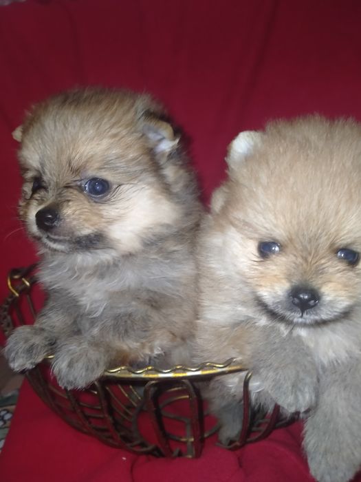 Померанский шпиц