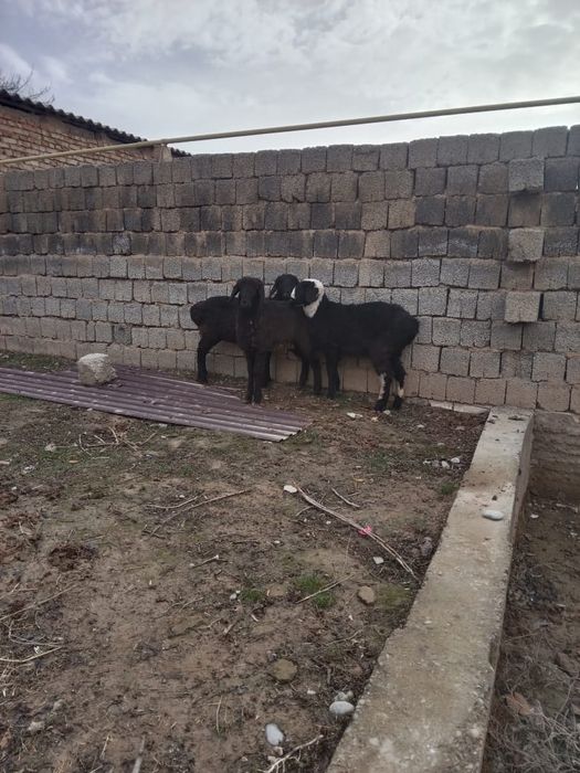 Қой/Баран сатылады