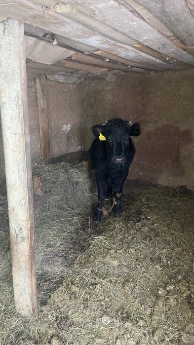 Баспак қашар сүтті сиырдың баласы