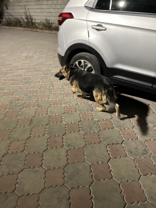 Щенки немецкой овчарки в добрые руки