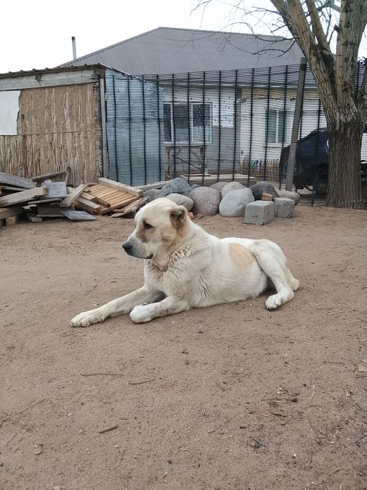 Алабай   азиат..