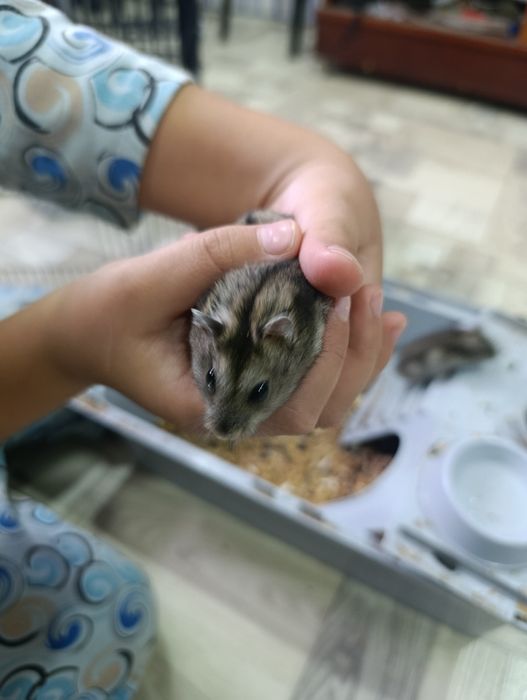 продам джунгарских хомяков
