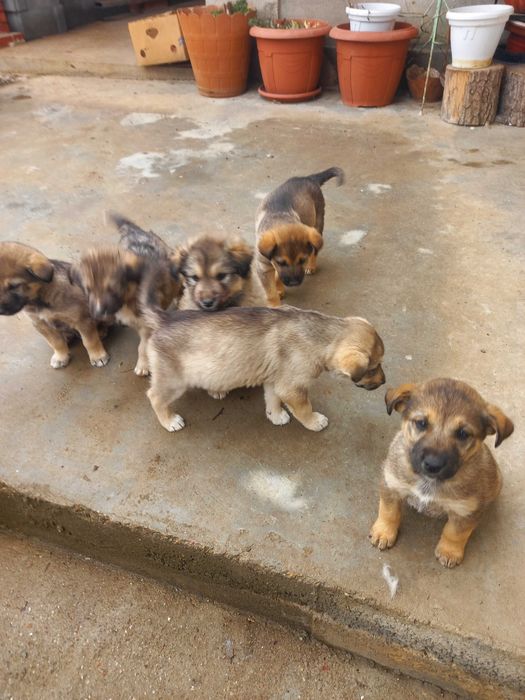 Подарявам кученца