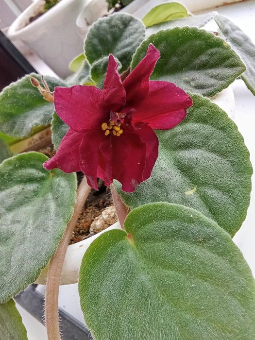 Продам цветы не дорого