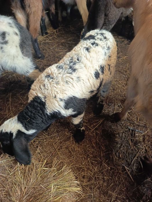 Vând oi fătate cu miei