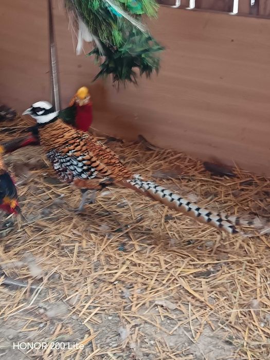 Fazani regali de vanzare