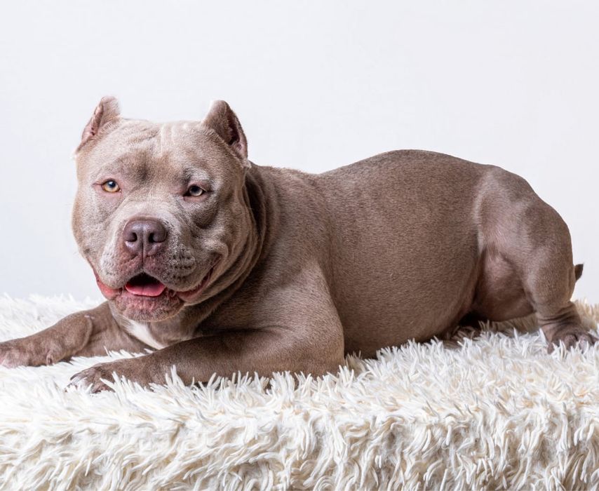 Американский Булли, щенки