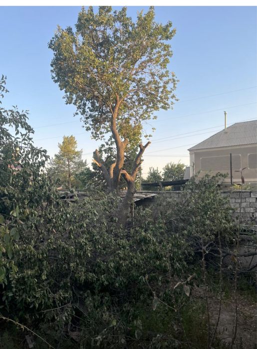 Ағаш Отындары бар! Тегін алып кетініздер