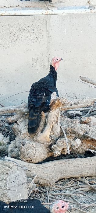 Kurkalar sotiladi.
