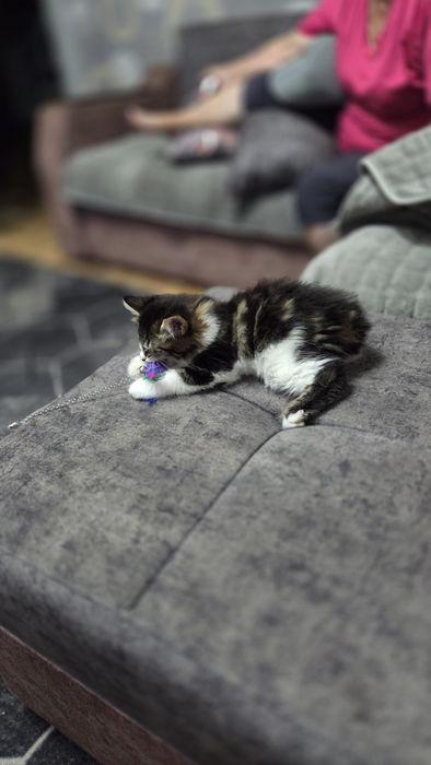 Красивая кошечка