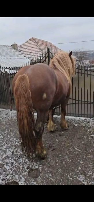 Cal semigreu-armasar