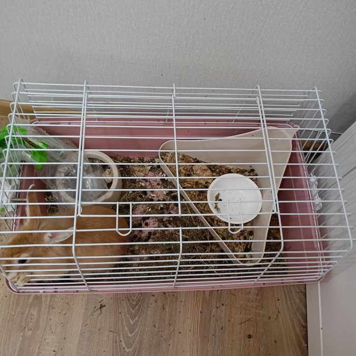 Продам кролика с клеткой