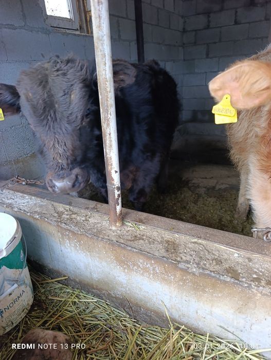 Продам бычки подсосы