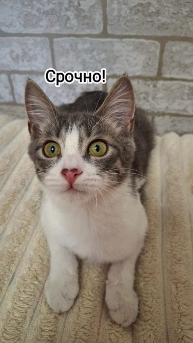 Срочно отдаётся котенок мальчик!