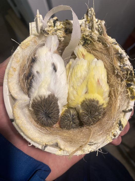 Канарчета Глостер